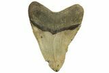 Fossil Megalodon Tooth - North Carolina #219945-2